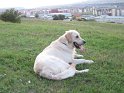 Vara 2009 027